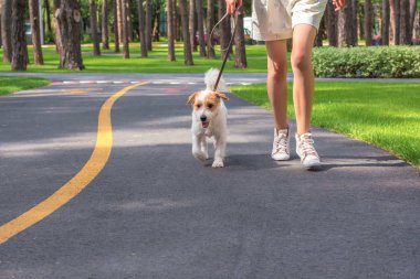 Genç bir kadın ve köpeğini parkta çalıştıran. Evcil hayvan ile spor. Fitness hayvanlar