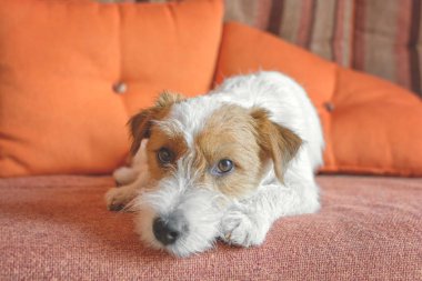 Köpek kanepede yatıyor.