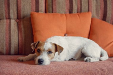 Köpek kanepede yatıyor.