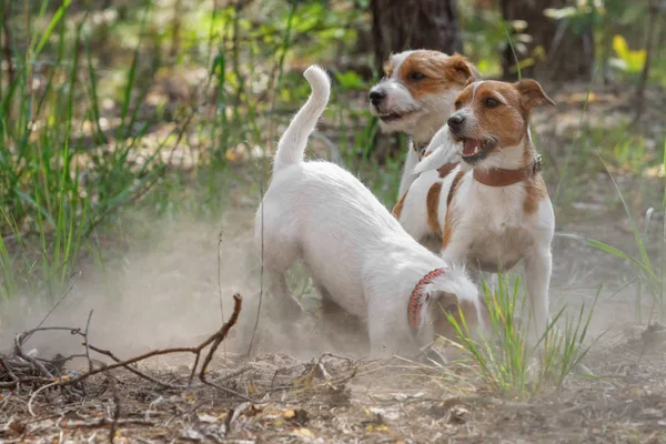 Terrier hunde leger udendørs Royaltyfrie stock-billeder