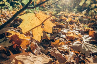 Bir ağaç dalı üzerinde sarı yaprak sezon sonbahar. Güneşli altın sonbahar manzara