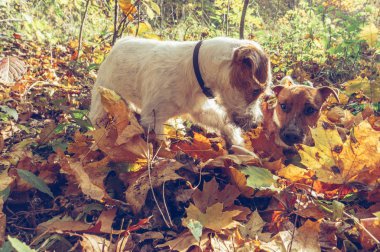 Sarı düşen yapraklar ile sonbahar Parkta oynayan köpek
