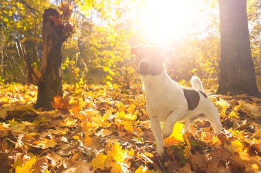 Güneş ışınları, sonbahar orman günbatımı üzerinde poz bir köpek. Sonbahar manzara aydınlatmalı