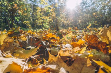 Sonbahar günü. Sarı yapraklar bir parkta. Sonbahar sezon.