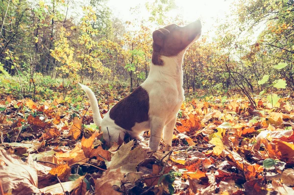 Pes Podzimním Parku Suché Žluté Listy — Stock fotografie