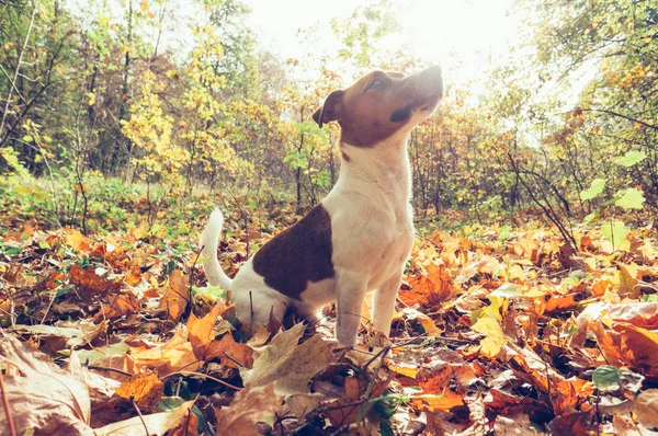 Chien Jouant Extérieur Avec Des Feuilles Jaunes Sèches Automne Dans — Photo