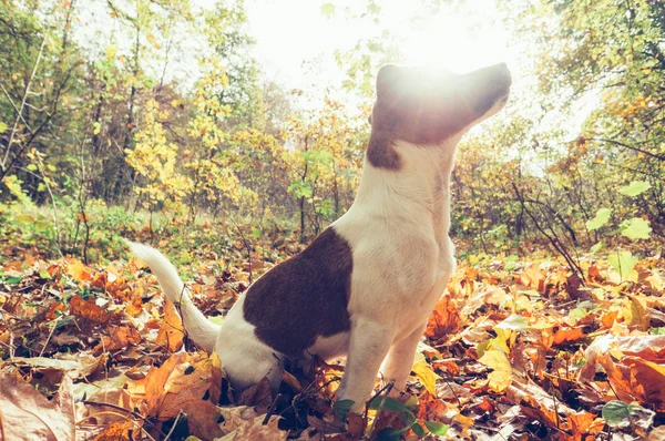 Dog Autumn Park Dry Yellow Leaves — Stock Photo, Image