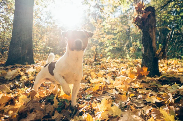 Câine Playng Parcul Toamnă — Fotografie, imagine de stoc