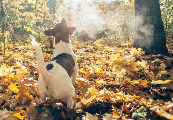 Anjing Bermain Luar Ruangan Pada Musim Gugur — Stok Foto