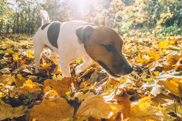 Βόλτα Σκυλού Στην Ηλιόλουστη Φθινοπωρινή Μέρα Έξω Εποχή Πτώσης — Φωτογραφία Αρχείου