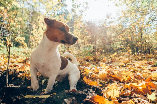 Pes Sedí Tha Podzimního Parku Podzim Žluté Listy Pozadí — Stock fotografie