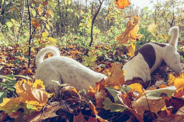 Dos Perros Jugando Con Hojas Amarillas Aire Libre Temporada Otoño — Foto de Stock