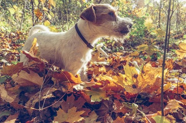 Anjing Berjalan Musim Gugur Yang Cerah Luar Ruangan Musim Gugur — Stok Foto