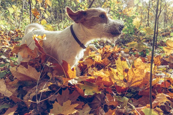 Anjing Bermain Luar Ruangan Pada Musim Gugur Dengan Daun Musim — Stok Foto