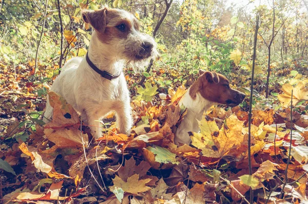 Deux Chiens Jouant Extérieur Avec Des Feuilles Automne Chute — Photo