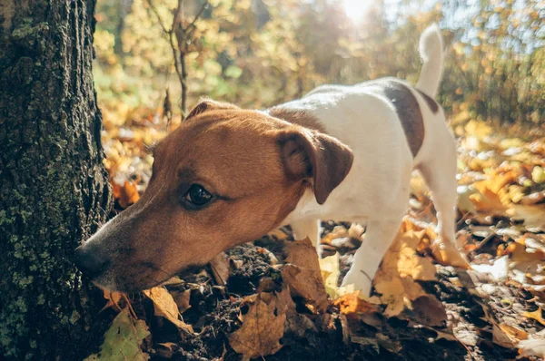 Dog Sniffs Tree Autumn Park Pets Fall Season Outdoors — Stock Photo, Image