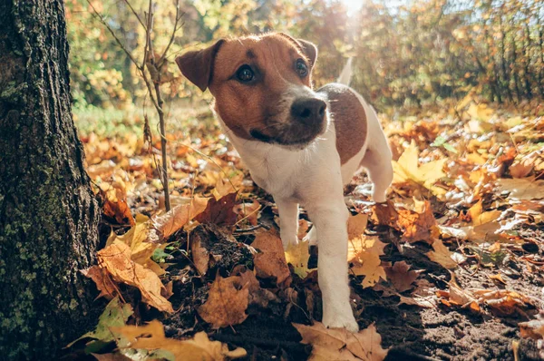 Anjing Berjalan Luar Ruangan Musim Gugur Taman Pada Musim Gugur — Stok Foto