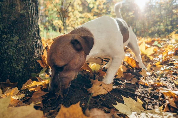 Φθινόπωρο Σκύλος Περπάτημα Εξωτερικούς Χώρους Για Την Εποχή Πτώσης — Φωτογραφία Αρχείου