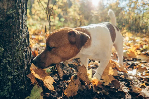 Собака Гуляє Осінньому Парку — стокове фото