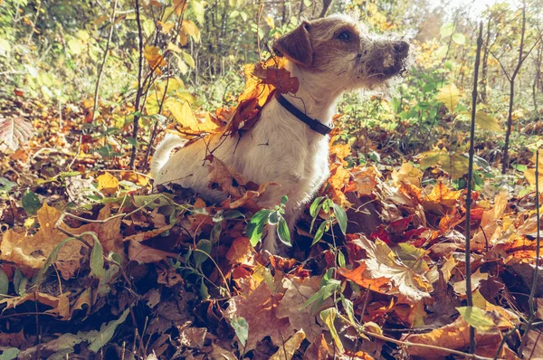 Funny Dog Playing Autumn Leaves Outdoors Fall Season — Stock Photo, Image