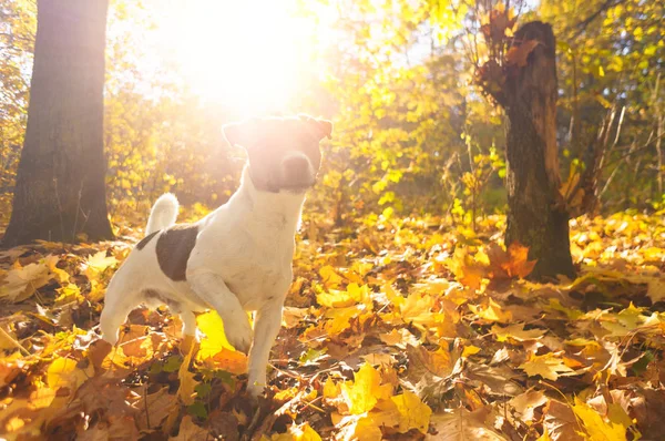 Pes Pózuje Sluneční Paprsky Podzimním Lese Západ Slunce Krajina Podzim — Stock fotografie