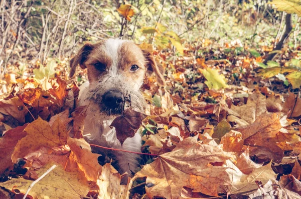 Happy Dog Bermain Dengan Daun Musim Gugur Luar Ruangan — Stok Foto