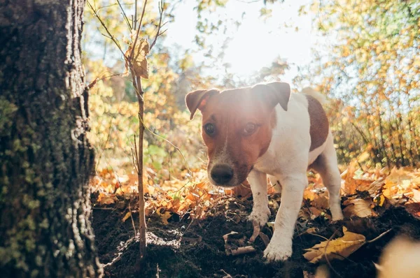 Autumn Pet Dog Berjalan Luar Ruangan Pada Musim Gugur — Stok Foto