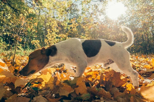 Dog is hunting outdoors in the forest on autumn season