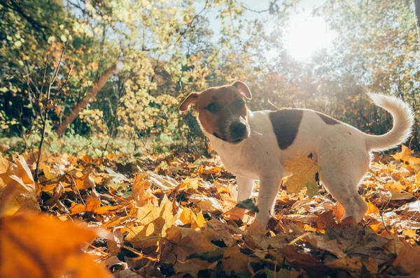 Köpek sonbahar park açık havada. Sonbahar