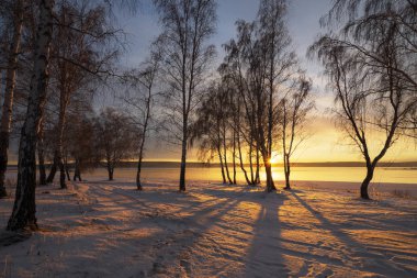 Baykal bölgesi. Sonbaharın sonunda. Gölün kıyısında güzel bir günbatımının ışınlarında birkaç huş ağacı. Gün batımı suya yansıdı. Göldeki su donmaya başladı..