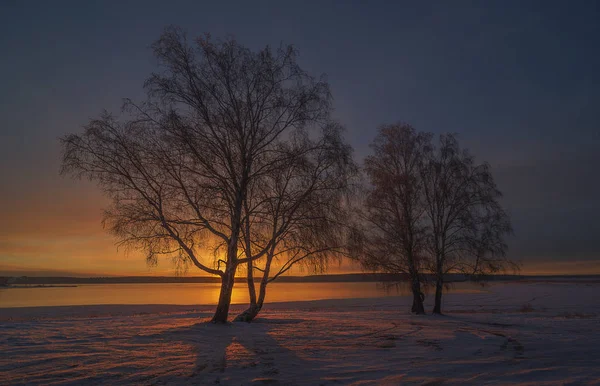 Zwei Birkenpaare Vor Dem Hintergrund Des Zugefrorenen Sees Und Des — Stockfoto