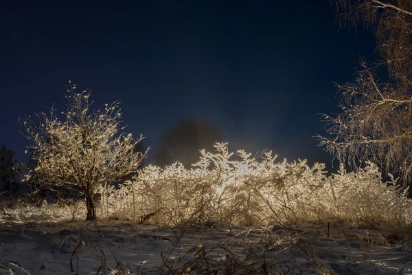 Зажгли Кусты Покрытые Морозом Фоне Ночного Неба — стоковое фото