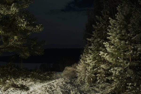 Tallskog Natten Strålkastarna Bilen — Stockfoto