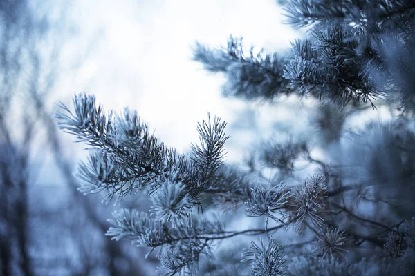 日没時に霜に覆われた松の枝フリースペース — ストック写真