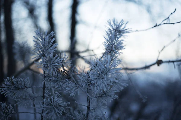 Frost Covered Pine Branches Sunset Free Space — Stock Photo, Image