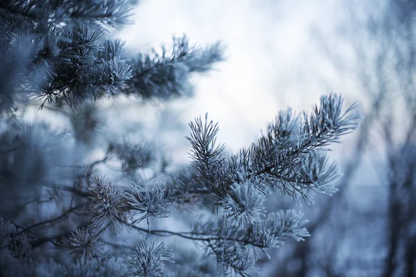 日没時に霜に覆われた松の枝フリースペース — ストック写真