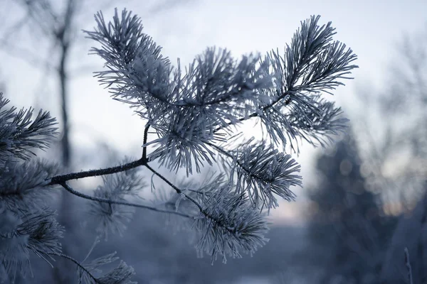 소나무의 얼어붙은 — 스톡 사진