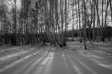 Doğu Sibirya. Kış. Buz. Karla kaplı açıklık. Uzun huş ağaçları uzun gölgeler bırakır. 