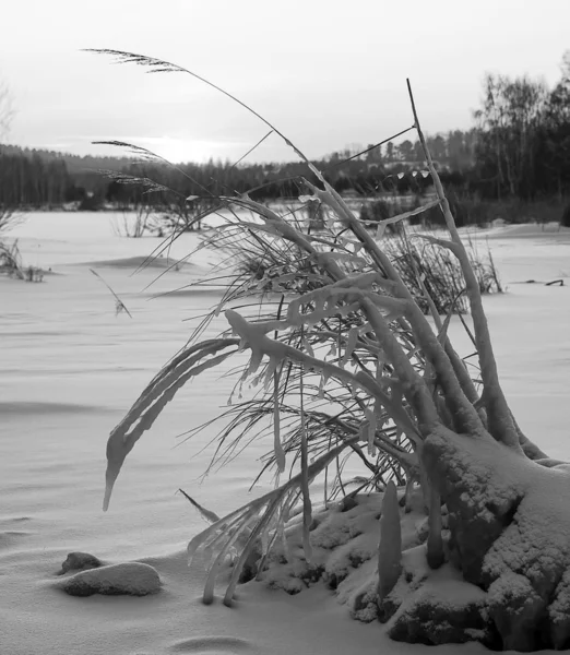 눈덮인 부시는 얼음으로 얼어붙었고 눈으로 있습니다 — 스톡 사진