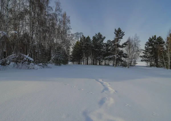 Oost Siberië Winter Dag Een Pad Door Een Besneeuwde Glade — Stockfoto