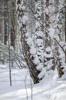 Doğu Sibirya. Kış ormanı İyi günler. Bir grup karla kaplı ağaç..