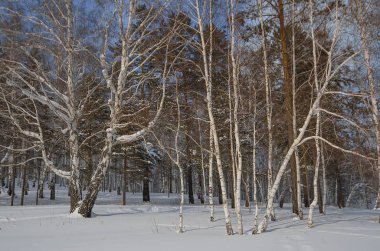 Doğu Sibirya. Kış ormanı İyi günler. Açık bir çayırda karla kaplı bir grup ağaç. Boş yer