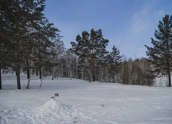 Oost Siberië Winterbos Dag Een Besneeuwde Weide Werpen Bomen Lange — Stockfoto
