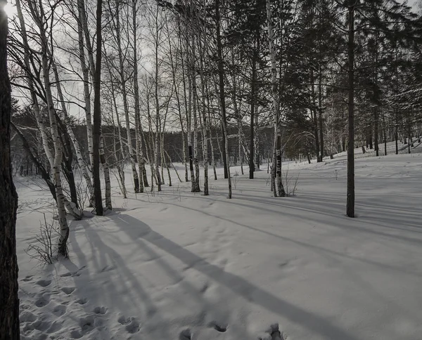Sibéria Oriental Dia Prado Nevado Árvores Lançam Longas Sombras Lugar — Fotografia de Stock