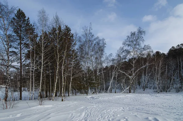 Oost Siberië Winterbos Dag Een Besneeuwde Weide Werpen Bomen Lange — Stockfoto