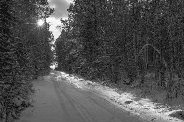 Baykal bölgesi. Kış. Buz. Ormanda karlı bir yol var. Güneş çam ağaçlarının dallarını delip geçiyor ve güzel bir şekilde karları ve ağaçları aydınlatıyor. Aşağıda boş alan