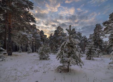Baykal bölgesi. Kış. Gün batımından önce güzel bulutlu gökyüzü. Karlı bir çam ormanının ortasında küçük bir çayır..