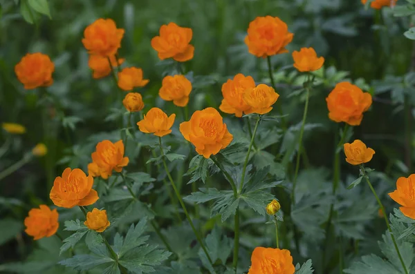 Bright Orange Spring Siberian Flowers Frying Background Fresh Emerald Grass — 스톡 사진