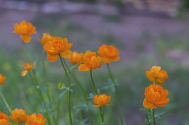 Vahşi bitki. Taze zümrüt çimenlerin arka planında parlak turuncu bahar Sibirya çiçekleri 
