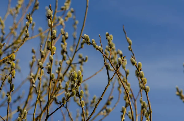 Baikal Region Early Spring First Siberia Blooms Willow Fluffy Furry — Stock Photo, Image
